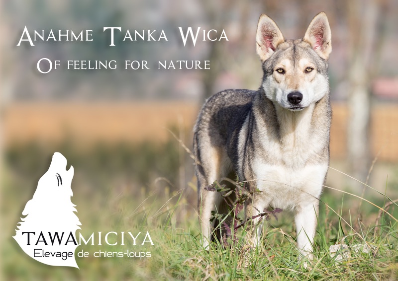 Anahmé tanka wica of feeling for nature