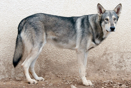 Iaht'a Tawamiciya