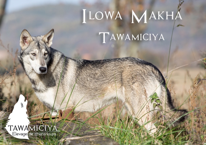 Ilowa makha Tawamiciya