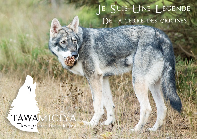 Je suis une legende De La Terre Des Origines