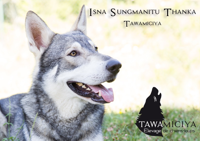 Isna sungmanitu thanka Tawamiciya