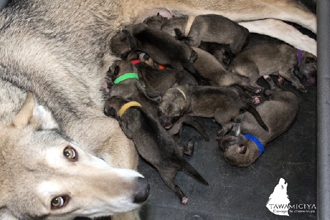 Tawamiciya - LES BEBES SONT NES!!!